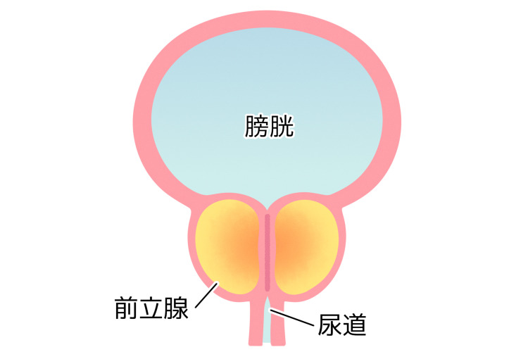 前立腺のイメージ画像